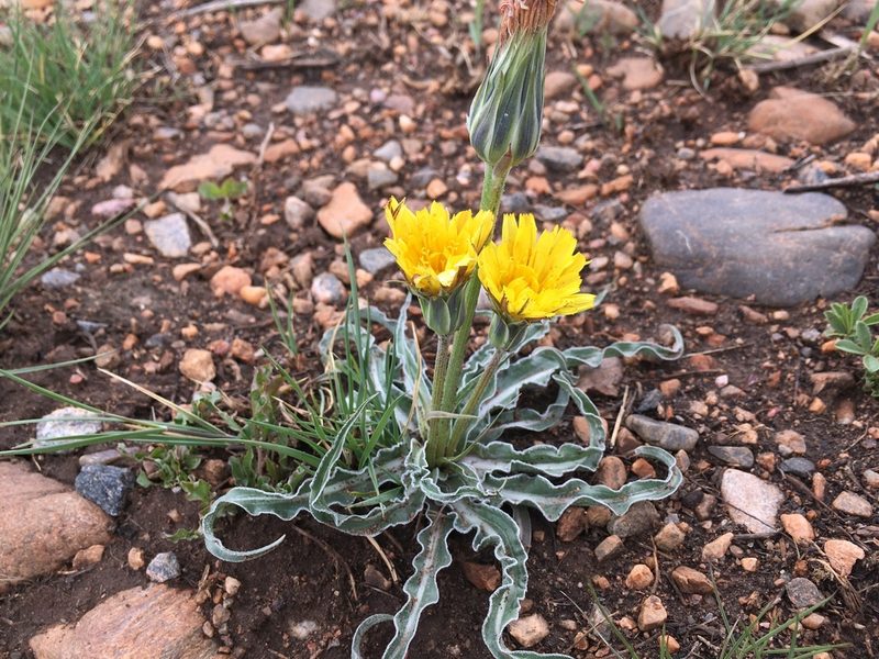 Nothocalais cuspidata, photographed by Shalana Gray
