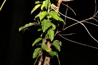 Leichhardtia coronata, photographed by Greg Tasney