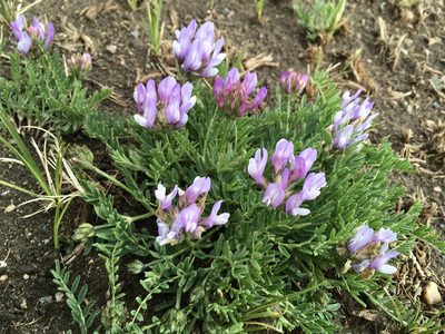 Astragalus agrestis, photographed by Shalana Gray