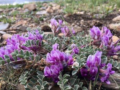 Astragalus shortianus, photographed by Shalana Gray