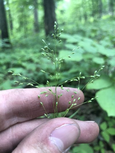 Dichanthelium yadkinense, photographed by John Kees