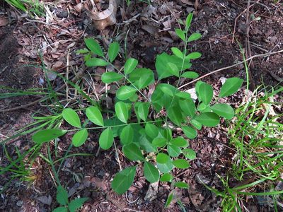 Styphnolobium affine, photographed by Annika Lindqvist
