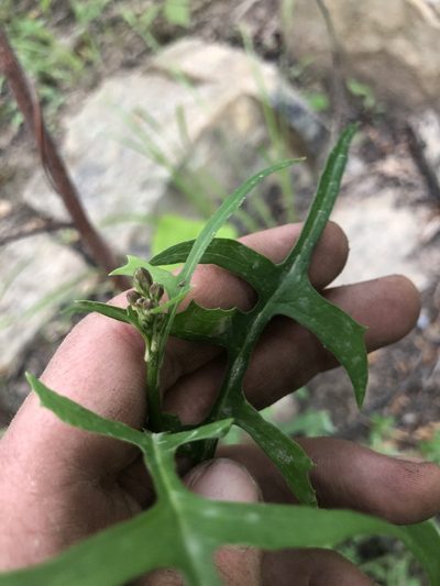 Lactuca hirsuta, photographed by John Kees