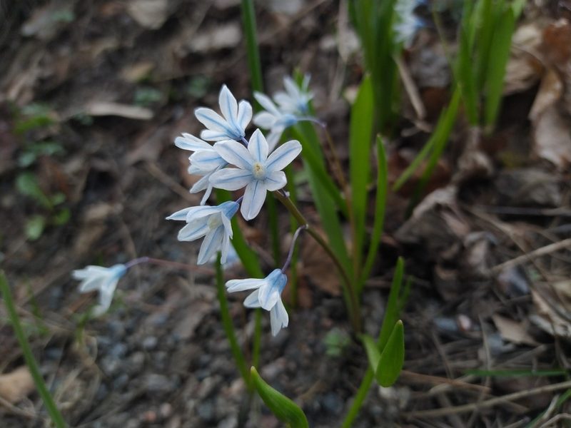 Puschkinia scilloides, photographed by JS