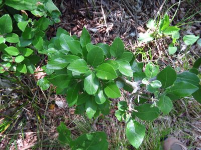 Forestiera pubescens, photographed by Annika Lindqvist
