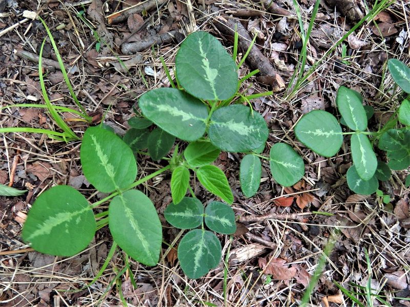 Desmodium tweedyi, photographed by Annika Lindqvist