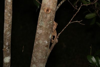 Elaeocarpus obovatus, photographed by Greg Tasney