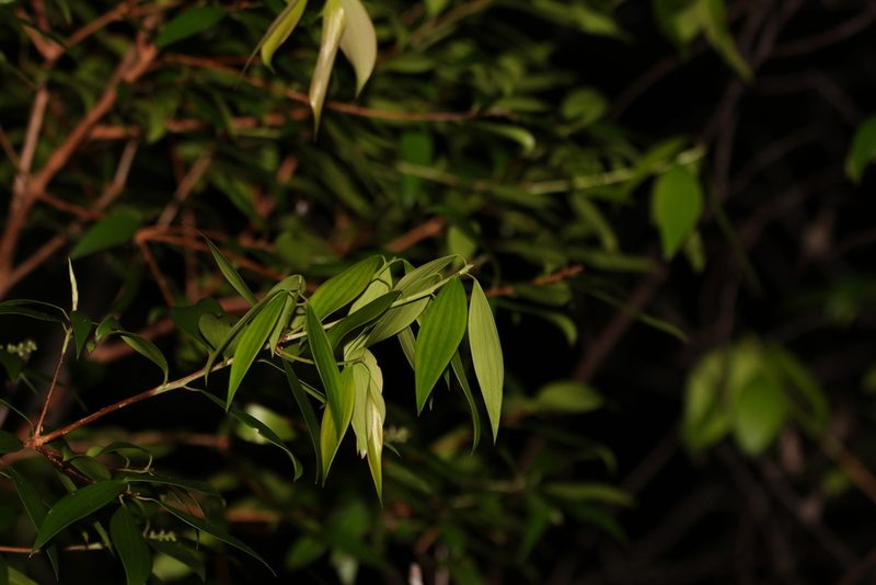 Trochocarpa laurina, photographed by Greg Tasney
