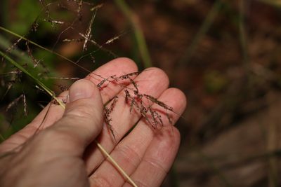 Capillipedium spicigerum, photographed by Greg Tasney