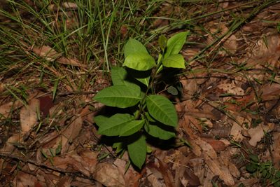 Dodonaea triquetra, photographed by Greg Tasney