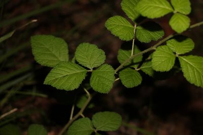 Rubus parvifolius, photographed by Greg Tasney