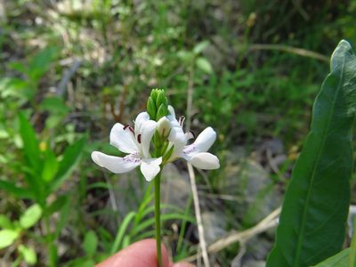 Dianthera americana, photographed by Annika Lindqvist