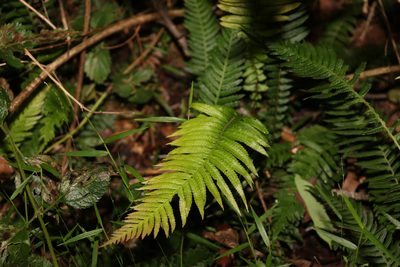 Doodia aspera, photographed by Greg Tasney