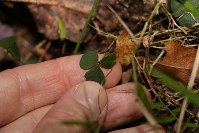 Pullenia gunnii, photographed by Greg Tasney