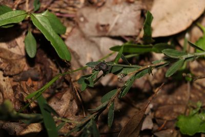 Crotalaria brevis, photographed by Greg Tasney