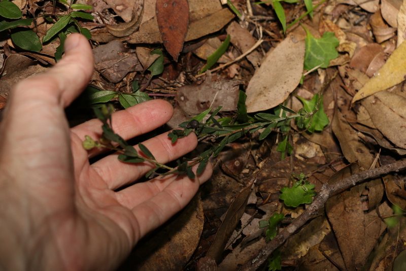 Crotalaria brevis, photographed by Greg Tasney