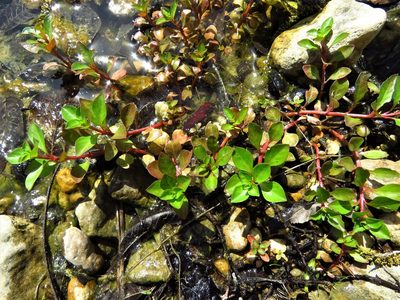 Ludwigia peploides, photographed by Annika Lindqvist