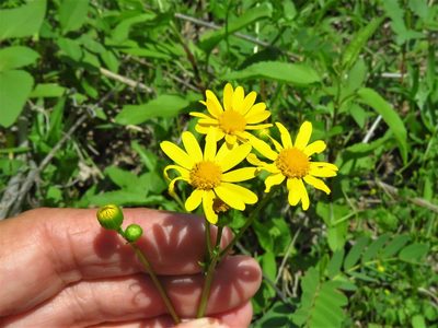 Packera tampicana, photographed by Annika Lindqvist
