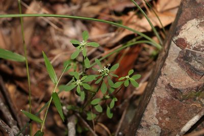 Poranthera microphylla, photographed by Greg Tasney