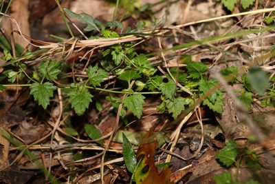 Veronica plebeia, photographed by Greg Tasney