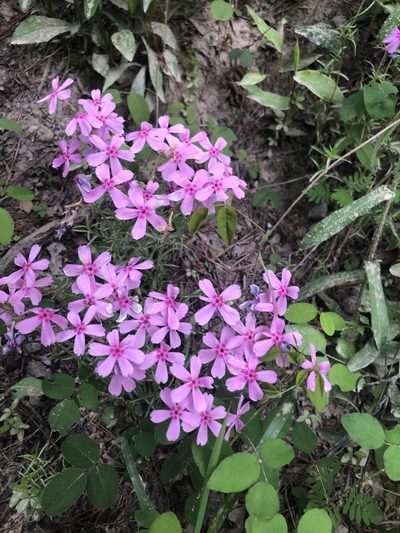 Phlox nivalis, photographed by John Kees