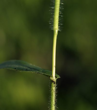 Dichanthelium leibergii, photographed by aarongunnar