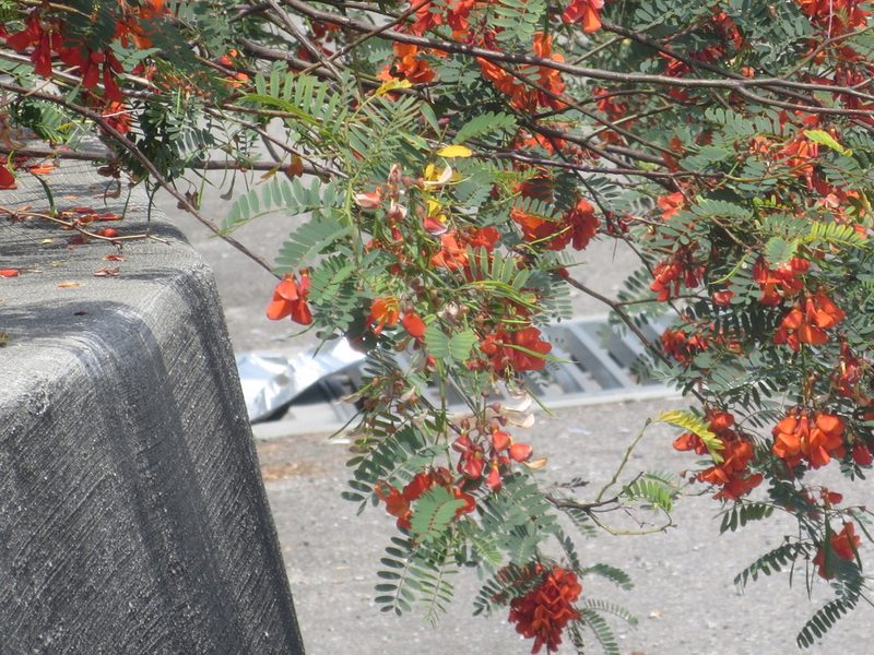 Sesbania punicea, photographed by Nonbinary-Naturalist