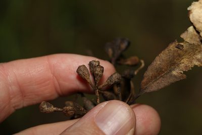 Eucalyptus microcorys, photographed by Greg Tasney