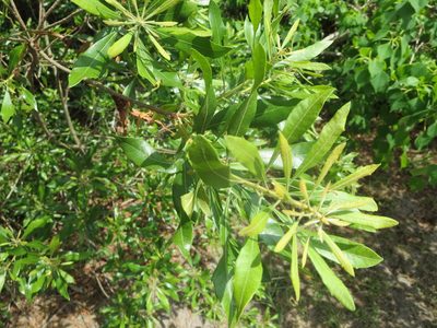 Myrica cerifera, photographed by Nonbinary-Naturalist