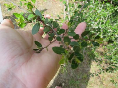 Ilex vomitoria, photographed by Nonbinary-Naturalist
