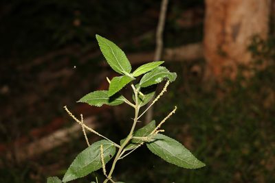 Acalypha nemorum, photographed by Greg Tasney