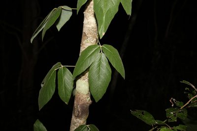 Kennedia rubicunda, photographed by Greg Tasney