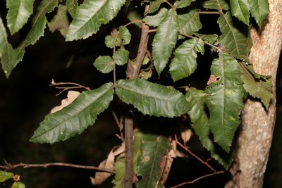 Alectryon tomentosus, photographed by Greg Tasney