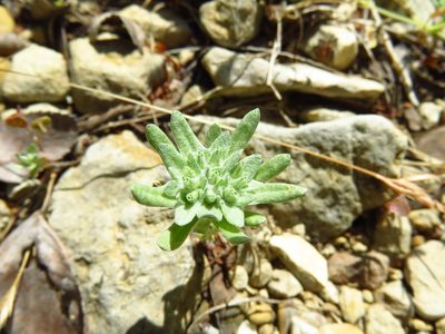 Diaperia prolifera, photographed by Annika Lindqvist
