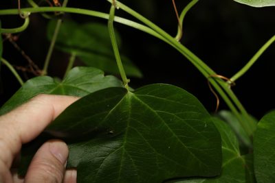 Passiflora herbertiana, photographed by Greg Tasney