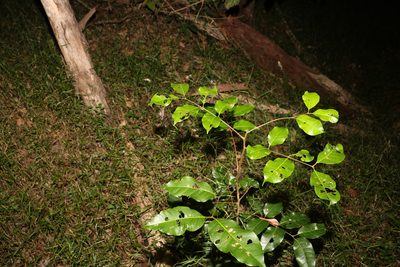 Euroschinus falcatus, photographed by Greg Tasney