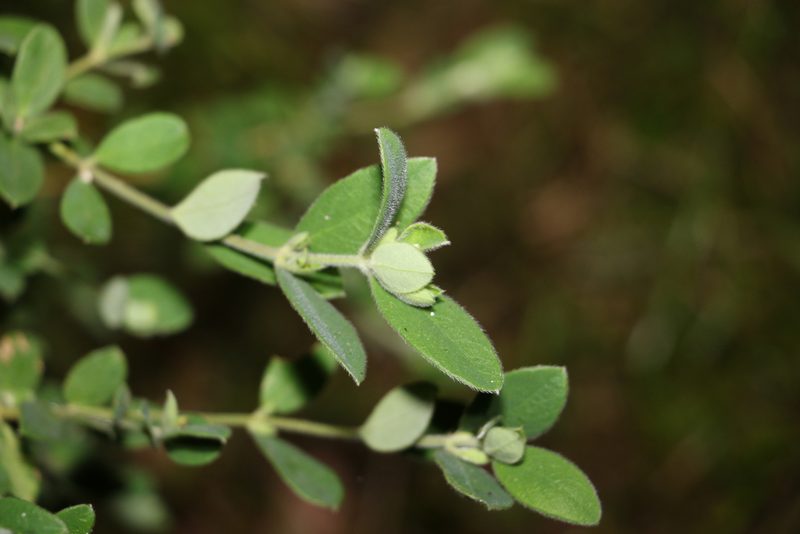 Pimelea altior, photographed by Greg Tasney
