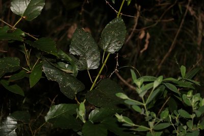 Apocissus antarctica, photographed by Greg Tasney
