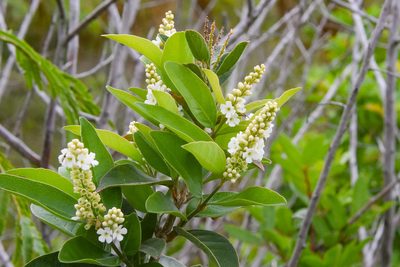 Citharexylum berlandieri, photographed by Jay Pruett