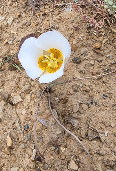 Calochortus ciscoensis, photographed by Lyrae
