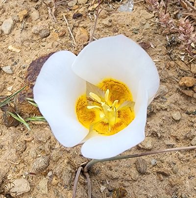 Calochortus ciscoensis, photographed by Lyrae