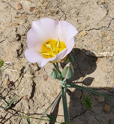 Calochortus ciscoensis, photographed by Lyrae