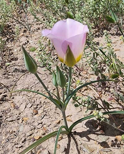 Calochortus ciscoensis, photographed by Lyrae