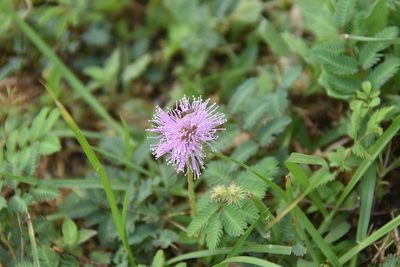 Mimosa strigillosa, photographed by Jay Pruett