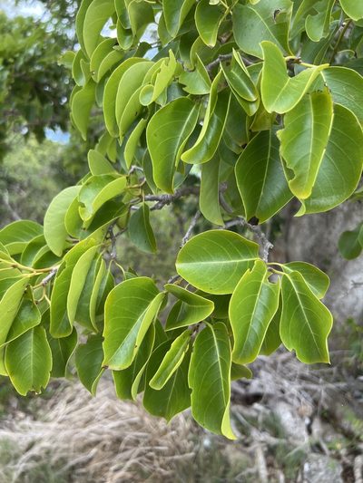 Pisonia subcordata, photographed by Alan Weakley