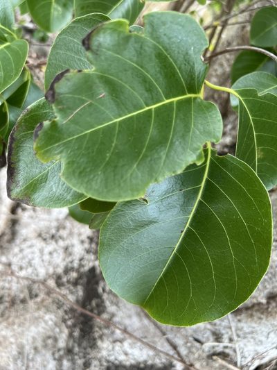 Pisonia subcordata, photographed by Alan Weakley