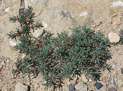 Halogeton glomeratus