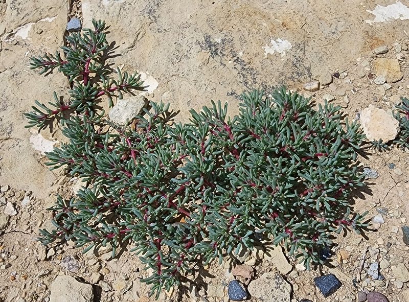 Halogeton glomeratus, photographed by Lyrae