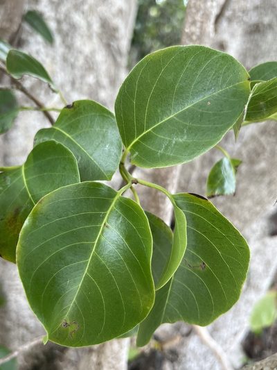 Pisonia subcordata, photographed by Alan Weakley