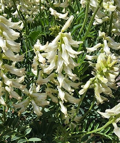 Astragalus praelongus, photographed by Lyrae